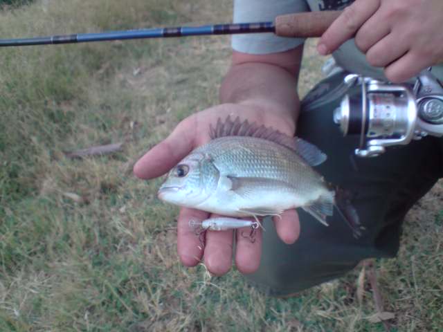 first bream on lure